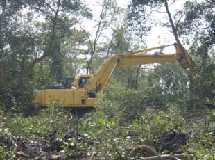 Ratusan Hektare Hutan Bakau di Sulut Rusak